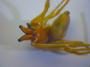  (Cheiracanthium punctorium - BC ZSM ARA 00522)  @13 [ ] CreativeCommons - Attribution Non-Commercial Share-Alike (2010) SNSB, Zoologische Staatssammlung Muenchen SNSB, Zoologische Staatssammlung Muenchen