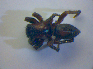  ( - BC ZSM ARA 00523)  @12 [ ] CreativeCommons - Attribution Non-Commercial Share-Alike (2010) SNSB, Zoologische Staatssammlung Muenchen SNSB, Zoologische Staatssammlung Muenchen
