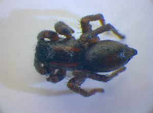  ( - BC ZSM ARA 00558)  @12 [ ] CreativeCommons - Attribution Non-Commercial Share-Alike (2010) SNSB, Zoologische Staatssammlung Muenchen SNSB, Zoologische Staatssammlung Muenchen
