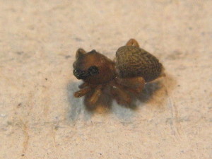  ( - ZSM_B_ARACH_648)  @12 [ ] CreativeCommons - Attribution Non-Commercial Share-Alike (2012) SNSB, Zoologische Staatssammlung Muenchen SNSB, Zoologische Staatssammlung Muenchen