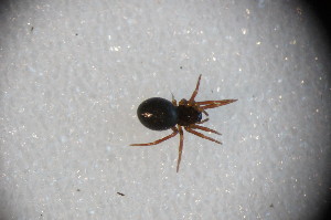  ( - ZSM_B_ARACH_902)  @11 [ ] CreativeCommons - Attribution Non-Commercial Share-Alike (2015) SNSB, Zoologische Staatssammlung Muenchen SNSB, Zoologische Staatssammlung Muenchen