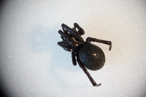  ( - ZSM_B_ARACH_941)  @12 [ ] CreativeCommons - Attribution Non-Commercial Share-Alike (2015) SNSB, Zoologische Staatssammlung Muenchen SNSB, Zoologische Staatssammlung Muenchen