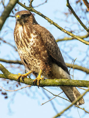  (Buteo buteo - Aves_BFB_Hawlitschek_2014-10-25_0030)  @14 [ ] CreativeCommons - Attribution Non-Commercial Share-Alike (2015) SNSB, Zoologische Staatssammlung Muenchen SNSB, Zoologische Staatssammlung Muenchen