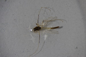  (Microtendipes britteni - CCDB22605-G10)  @12 [ ] CreativeCommons - Attribution Non-Commercial Share-Alike (2015) SNSB, Zoologische Staatssammlung Muenchen SNSB, Zoologische Staatssammlung Muenchen