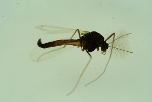  ( - CCDB24183-G12)  @11 [ ] Unspecified (default): All Rights Reserved  SNSB, Staatliche Naturwissenschaftliche Sammlungen Bayerns ZSM (SNSB, Zoologische Staatssammlung Muenchen)