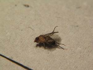  ( - DIP 04845)  @12 [ ] CreativeCommons - Attribution Non-Commercial Share-Alike (2015) SNSB, Zoologische Staatssammlung Muenchen SNSB, Zoologische Staatssammlung Muenchen