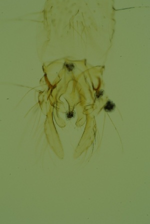  ( - GBOL03716)  @11 [ ] Unspecified (default): All Rights Reserved  SNSB, Staatliche Naturwissenschaftliche Sammlungen Bayerns ZSM (SNSB, Zoologische Staatssammlung Muenchen)