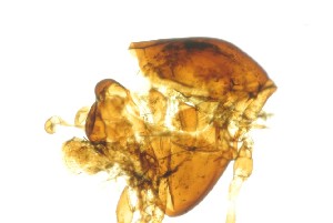  ( - ZSM34341-E10)  @11 [ ] Unspecified (default): All Rights Reserved  SNSB, Staatliche Naturwissenschaftliche Sammlungen Bayerns ZSM (SNSB, Zoologische Staatssammlung Muenchen)