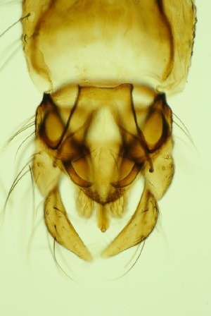  ( - ZSM34343-D01)  @11 [ ] Unspecified (default): All Rights Reserved  SNSB, Staatliche Naturwissenschaftliche Sammlungen Bayerns ZSM (SNSB, Zoologische Staatssammlung Muenchen)