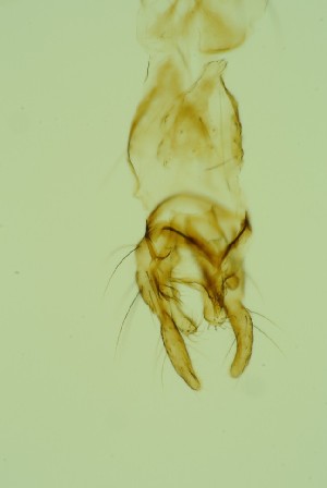  ( - ZSM34343-E07)  @11 [ ] Unspecified (default): All Rights Reserved  SNSB, Staatliche Naturwissenschaftliche Sammlungen Bayerns ZSM (SNSB, Zoologische Staatssammlung Muenchen)