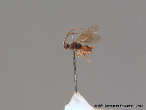  ( - BC ZSM HYM 10864)  @11 [ ] CreativeCommons - Attribution Non-Commercial Share-Alike (2010) Stefan Schmidt SNSB, Zoologische Staatssammlung Muenchen