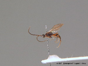  ( - BC ZSM HYM 10865)  @11 [ ] CreativeCommons - Attribution Non-Commercial Share-Alike (2010) Stefan Schmidt SNSB, Zoologische Staatssammlung Muenchen