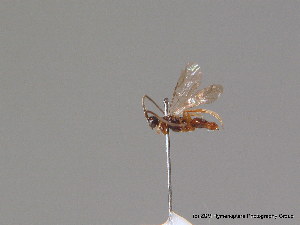  ( - BC ZSM HYM 10866)  @11 [ ] CreativeCommons - Attribution Non-Commercial Share-Alike (2010) Stefan Schmidt SNSB, Zoologische Staatssammlung Muenchen