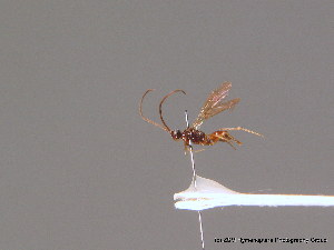  ( - BC ZSM HYM 10868)  @11 [ ] CreativeCommons - Attribution Non-Commercial Share-Alike (2010) Stefan Schmidt SNSB, Zoologische Staatssammlung Muenchen