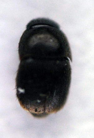  ( - BC ZSM COL 00202)  @11 [ ] CreativeCommons - Attribution Non-Commercial Share-Alike (2010) SNSB, Zoologische Staatssammlung Muenchen SNSB, Zoologische Staatssammlung Muenchen