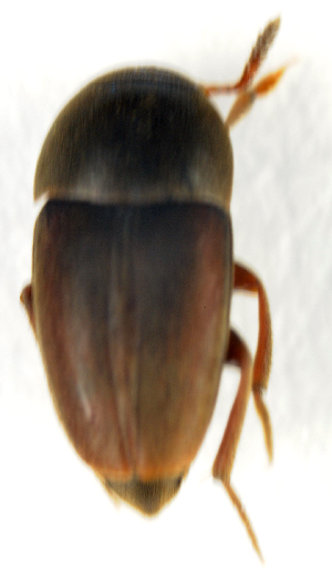  ( - BC ZSM COL 00221)  @11 [ ] CreativeCommons - Attribution Non-Commercial Share-Alike (2010) SNSB, Zoologische Staatssammlung Muenchen SNSB, Zoologische Staatssammlung Muenchen