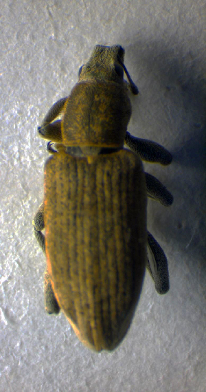  ( - BC ZSM COL 00618)  @12 [ ] CreativeCommons - Attribution Non-Commercial Share-Alike (2010) SNSB, Zoologische Staatssammlung Muenchen SNSB, Zoologische Staatssammlung Muenchen