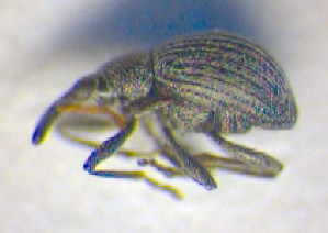  ( - BC ZSM COL 00621)  @12 [ ] CreativeCommons - Attribution Non-Commercial Share-Alike (2010) SNSB, Zoologische Staatssammlung Muenchen SNSB, Zoologische Staatssammlung Muenchen