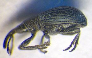  ( - BC ZSM COL 00623)  @13 [ ] CreativeCommons - Attribution Non-Commercial Share-Alike (2010) SNSB, Zoologische Staatssammlung Muenchen SNSB, Zoologische Staatssammlung Muenchen