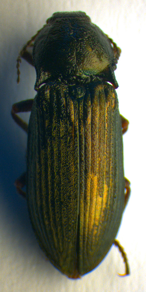  ( - BC ZSM COL 00691)  @12 [ ] CreativeCommons - Attribution Non-Commercial Share-Alike (2010) SNSB, Zoologische Staatssammlung Muenchen SNSB, Zoologische Staatssammlung Muenchen
