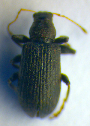  ( - BC ZSM COL 00693)  @12 [ ] CreativeCommons - Attribution Non-Commercial Share-Alike (2010) SNSB, Zoologische Staatssammlung Muenchen SNSB, Zoologische Staatssammlung Muenchen