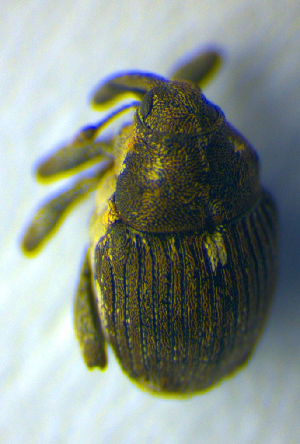  ( - BC ZSM COL 00700)  @12 [ ] CreativeCommons - Attribution Non-Commercial Share-Alike (2010) SNSB, Zoologische Staatssammlung Muenchen SNSB, Zoologische Staatssammlung Muenchen