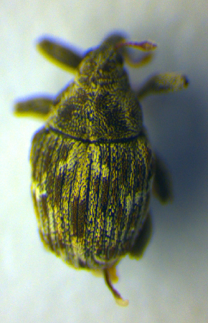  (Microplontus millefolii - BC ZSM COL 00702)  @12 [ ] CreativeCommons - Attribution Non-Commercial Share-Alike (2010) SNSB, Zoologische Staatssammlung Muenchen SNSB, Zoologische Staatssammlung Muenchen