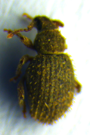  ( - BC ZSM COL 00710)  @12 [ ] CreativeCommons - Attribution Non-Commercial Share-Alike (2010) SNSB, Zoologische Staatssammlung Muenchen SNSB, Zoologische Staatssammlung Muenchen