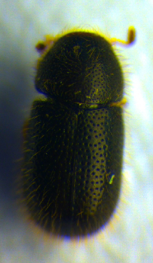  ( - BC ZSM COL 00731)  @13 [ ] CreativeCommons - Attribution Non-Commercial Share-Alike (2010) SNSB, Zoologische Staatssammlung Muenchen SNSB, Zoologische Staatssammlung Muenchen