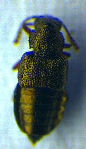  ( - BC ZSM COL 00732)  @12 [ ] CreativeCommons - Attribution Non-Commercial Share-Alike (2010) SNSB, Zoologische Staatssammlung Muenchen SNSB, Zoologische Staatssammlung Muenchen