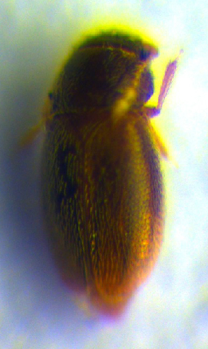  ( - BC ZSM COL 00739)  @11 [ ] CreativeCommons - Attribution Non-Commercial Share-Alike (2010) SNSB, Zoologische Staatssammlung Muenchen SNSB, Zoologische Staatssammlung Muenchen