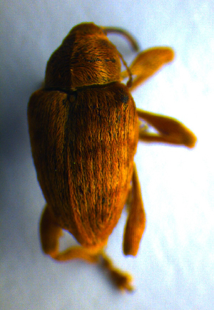  (Curculio pellitus - BC ZSM COL 00751)  @12 [ ] CreativeCommons - Attribution Non-Commercial Share-Alike (2010) SNSB, Zoologische Staatssammlung Muenchen SNSB, Zoologische Staatssammlung Muenchen