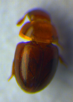  ( - BC ZSM COL 00757)  @11 [ ] CreativeCommons - Attribution Non-Commercial Share-Alike (2010) SNSB, Zoologische Staatssammlung Muenchen SNSB, Zoologische Staatssammlung Muenchen