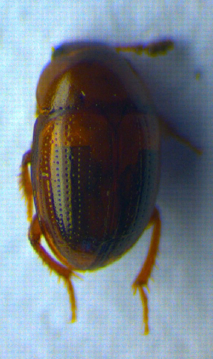  ( - BC ZSM COL 00758)  @12 [ ] CreativeCommons - Attribution Non-Commercial Share-Alike (2010) SNSB, Zoologische Staatssammlung Muenchen SNSB, Zoologische Staatssammlung Muenchen