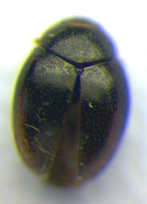  ( - BC ZSM COL 00811)  @12 [ ] CreativeCommons - Attribution Non-Commercial Share-Alike (2010) SNSB, Zoologische Staatssammlung Muenchen SNSB, Zoologische Staatssammlung Muenchen