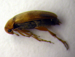  (Anaspis maculata - BC ZSM COLA 00056)  @14 [ ] CreativeCommons - Attribution Non-Commercial Share-Alike (2010) SNSB, Zoologische Staatssammlung Muenchen SNSB, Zoologische Staatssammlung Muenchen