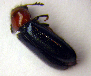  ( - BC ZSM COLA 00068)  @12 [ ] CreativeCommons - Attribution Non-Commercial Share-Alike (2010) SNSB, Zoologische Staatssammlung Muenchen SNSB, Zoologische Staatssammlung Muenchen