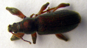  ( - BC ZSM COLA 00087)  @12 [ ] CreativeCommons - Attribution Non-Commercial Share-Alike (2010) SNSB, Zoologische Staatssammlung Muenchen SNSB, Zoologische Staatssammlung Muenchen