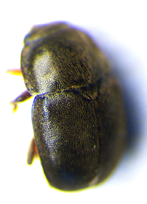  (Acanthogethes solidus - BC ZSM COL 00870)  @12 [ ] CreativeCommons - Attribution Non-Commercial Share-Alike (2010) SNSB, Zoologische Staatssammlung Muenchen SNSB, Zoologische Staatssammlung Muenchen
