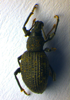  ( - BC ZSM COL 00957)  @11 [ ] CreativeCommons - Attribution Non-Commercial Share-Alike (2010) SNSB, Zoologische Staatssammlung Muenchen SNSB, Zoologische Staatssammlung Muenchen