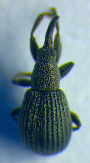  ( - BC ZSM COL 01001)  @12 [ ] CreativeCommons - Attribution Non-Commercial Share-Alike (2010) SNSB, Zoologische Staatssammlung Muenchen SNSB, Zoologische Staatssammlung Muenchen