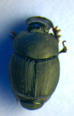  ( - BC ZSM COL 01029)  @11 [ ] CreativeCommons - Attribution Non-Commercial Share-Alike (2010) SNSB, Zoologische Staatssammlung Muenchen SNSB, Zoologische Staatssammlung Muenchen
