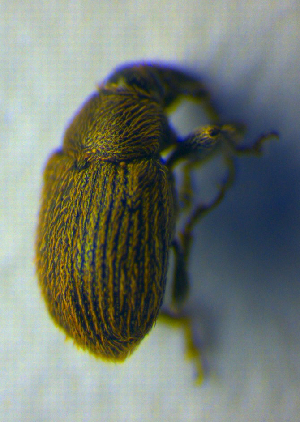  ( - BC ZSM COL 01036)  @11 [ ] CreativeCommons - Attribution Non-Commercial Share-Alike (2010) SNSB, Zoologische Staatssammlung Muenchen SNSB, Zoologische Staatssammlung Muenchen