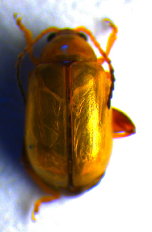  ( - BC ZSM COL 01094)  @12 [ ] CreativeCommons - Attribution Non-Commercial Share-Alike (2010) Stefan Schmidt SNSB, Zoologische Staatssammlung Muenchen