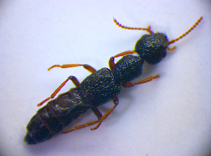  ( - BC ZSM COL 01289)  @13 [ ] CreativeCommons - Attribution Non-Commercial Share-Alike (2010) Stefan Schmidt SNSB, Zoologische Staatssammlung Muenchen