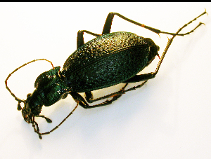  (Carabus intricatus - BC ZSM COL 01369)  @13 [ ] CreativeCommons - Attribution Non-Commercial Share-Alike (2010) Stefan Schmidt SNSB, Zoologische Staatssammlung Muenchen