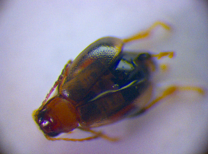  (Longitarsus lycopi - BC ZSM COL 01393)  @13 [ ] CreativeCommons - Attribution Non-Commercial Share-Alike (2010) Stefan Schmidt SNSB, Zoologische Staatssammlung Muenchen