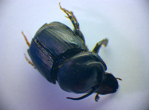  ( - BC ZSM COL 01418)  @11 [ ] CreativeCommons - Attribution Non-Commercial Share-Alike (2010) Stefan Schmidt SNSB, Zoologische Staatssammlung Muenchen