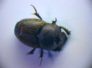  ( - BC ZSM COL 01419)  @12 [ ] CreativeCommons - Attribution Non-Commercial Share-Alike (2010) Stefan Schmidt SNSB, Zoologische Staatssammlung Muenchen