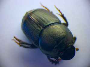  ( - BC ZSM COL 01422)  @11 [ ] CreativeCommons - Attribution Non-Commercial Share-Alike (2010) Stefan Schmidt SNSB, Zoologische Staatssammlung Muenchen
